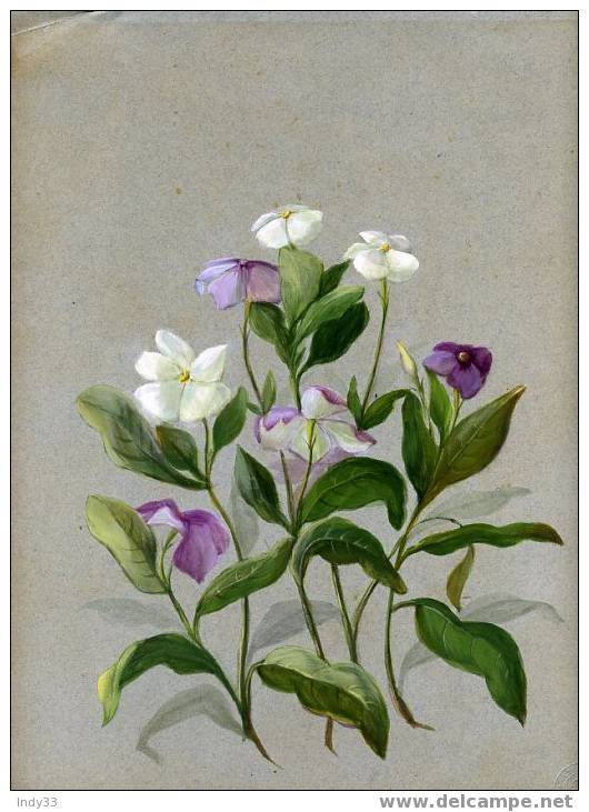 - AQUARELLE DE FLEURS XIXe SIECLE . NON SIGNEE .  FAIT PARTIE D´UN LOT DONT LA PLUPART SONT SITUEES ET DATEES 1879 - Aquarelles