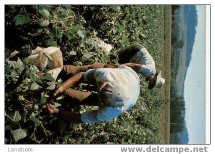 N 2979 GAscogne Pittoresque Le Ramassage Des Haricots - Sonstige & Ohne Zuordnung