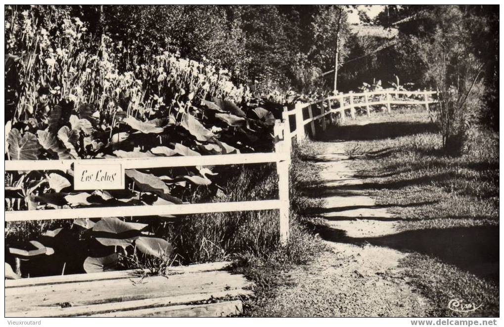 CPA . BARBOTAN LES THERMES. ENTREE DU PARC. LES LOTUS. DATEE 1984. - Barbotan