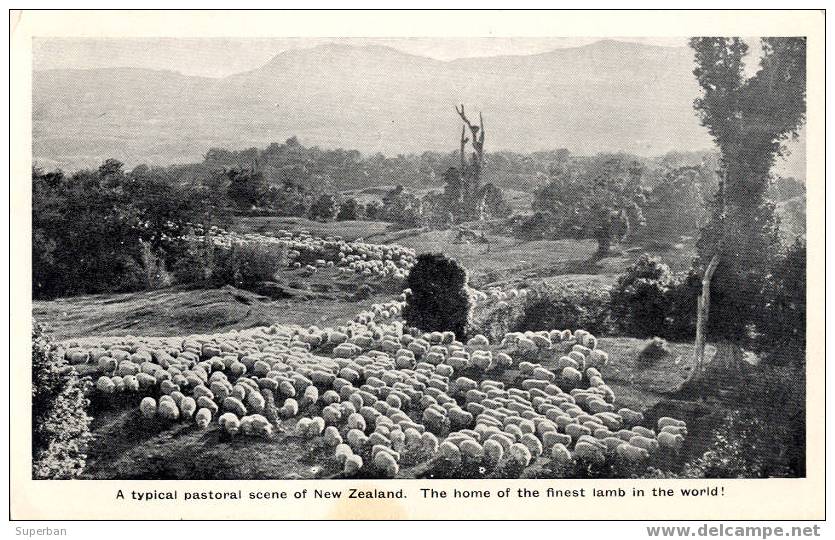 NEW ZEALAND - PUBLICITÉ : ÉLEVAGE De MOUTONS / THE FINEST LAMB IN THE WORLD - PASTORAL SCENE... (z-235) - Nouvelle-Zélande