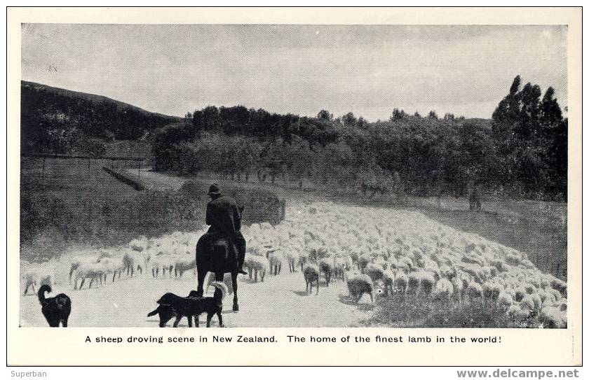 NEW ZEALAND - PUBLICITÉ : ÉLEVAGE De MOUTONS / THE FINEST LAMB IN THE WORLD - SHEEP DROVING... (z-251) - Nouvelle-Zélande