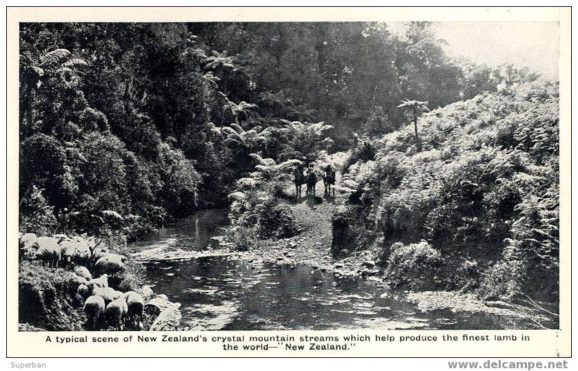 NEW ZEALAND - PUBLICITÉ : ÉLEVAGE De MOUTONS / THE FINEST LAMB IN THE WORLD - TYPICAL SCENE... (z-252) - Nouvelle-Zélande