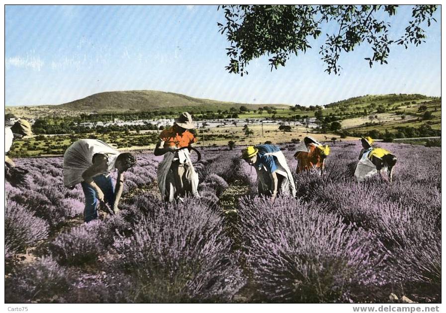 AGRICULTURE - Récolte De Lavande En Provence - Parfum - Cultures