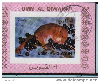 Bf Umm Al Qiwain  Animaux & Faune Mammifères Rongeurs - Rongeurs