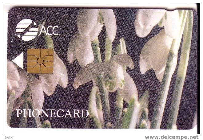 ORCHID  ( ACC England Rare Chip Card ) - Orchidée - Orchids - Flowers - Fleurs - Flower - Fleur - Otros & Sin Clasificación