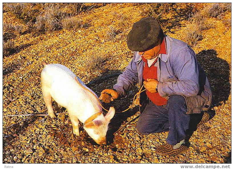 France : La Truffe Noire Cavage Cochon Champignon Paysan Culture - Cultures