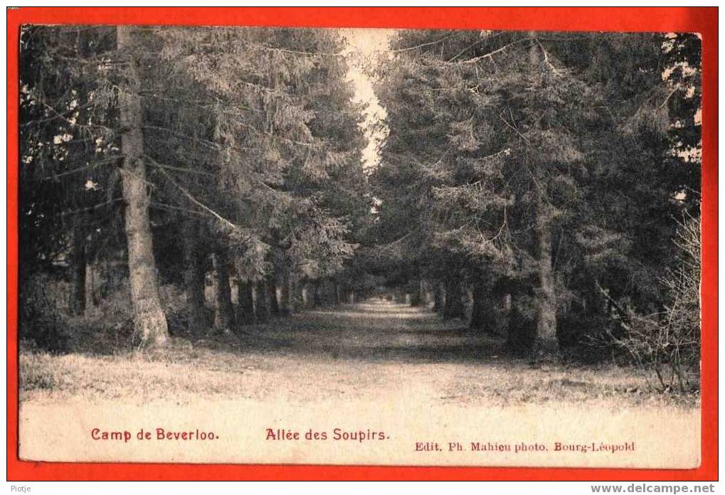 * Leopoldsburg - Bourg Léopold (Limburg) * Camp De Beverloo, Allée Des Soupirs, Bos, Wood, Arbres, Tree, Boom, Forêt - Leopoldsburg (Beverloo Camp)
