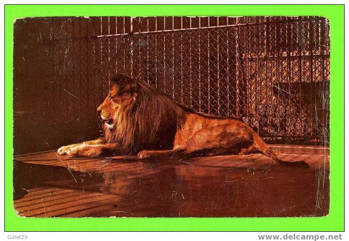 ANIMAUX - LION - JARDIN ZOOLOGIQUE DE GRANBY - CARTE CIRCULÉE EN 1987 - - Leones
