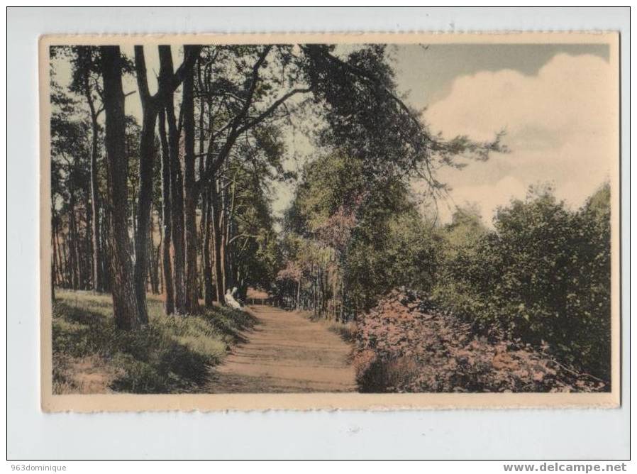 Orroir - Mont De L´Enclus - Kluisberg - Sous-bois - Boszicht - Kluisbergen