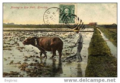 PLOWING  IN RICE FIELD    HONOLULU     AGRICULTURE - Honolulu