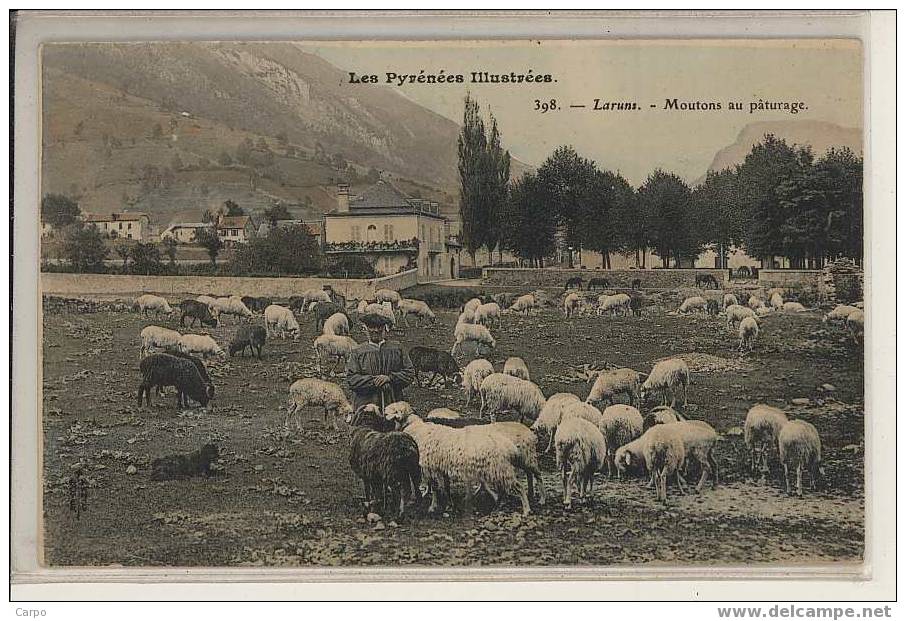 LARUNS - Moutons Au Paturage. - Laruns