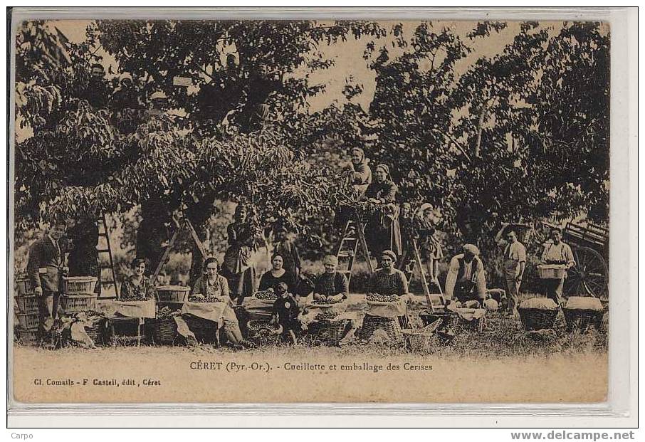 CERET -Cueillette Et Emballage Des Cerises. - Ceret