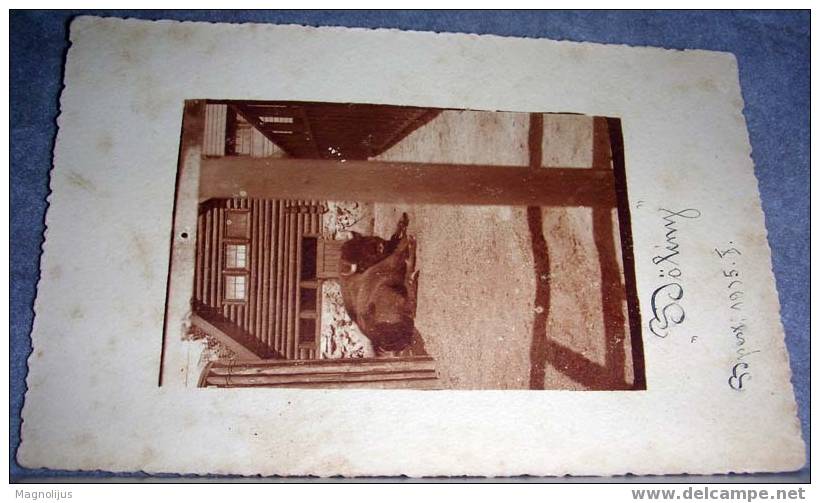 Animals,Buffalo,Bison,ZOO,Budapest,Original  Photo,vintage Postcard - Stiere