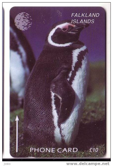 PENGUIN ( Falkland I. )*** Pingouin - Manchot - Pinguin - Pingüino - Pinguino - Penguins - Pingouins - Polar - Polaire * - Falkland