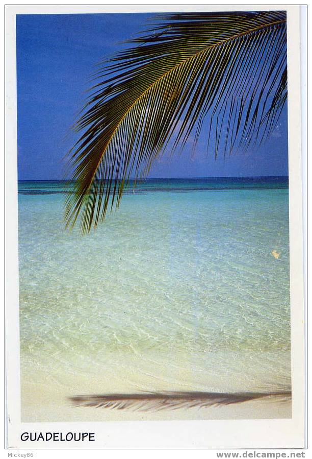 Guadeloupe--Plage,cm N°485 éd "Le Photographe"Photo P.Fischer STOCK IMAGE - Autres & Non Classés