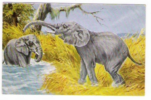 AFRIKANISCHER  ELEFANT   /   D´après Un Dessin De H. MILLER       ( Thème : ELEPHANTS / PACHYDERMES ) - Zuid-Afrika
