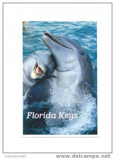 Cpm USA  Dolphin Dauphin Floride - Delfines