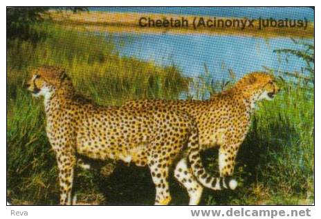 NAMIBIA  $10  CHEETAH  CAT  ANIMAL  ANIMALS  NMB-09  CHIP 31   READ DESCRIPTION !! - Namibia