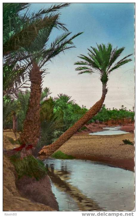 ALGERIE COLOMB BECHAR Palmiers Dans L'Oued Cpsm Couleur - Bechar (Colomb Béchar)