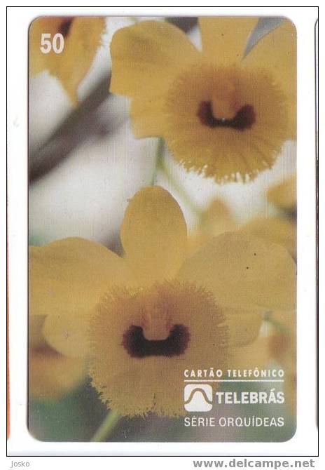 ORCHID  ( Brasil ) Orchidée - Orchids - Flowers - Fleurs - Flower - Fleur - DENDROBIUM DENSIFLORUM - Brasil