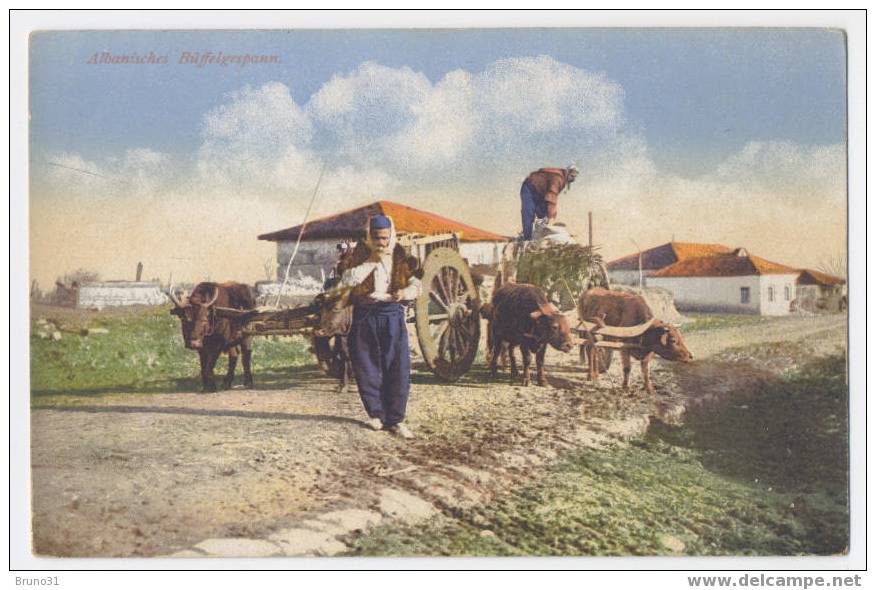 Albanisches Buffelgespann - Attelages De Boeufs - Bulls Carriages . - Attelages