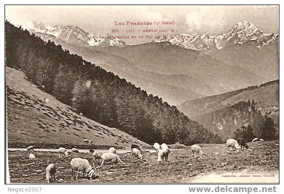 Les Pyrénées- 65- Troupeau De Moutons Au Col D´ Aspin - Castelnau Magnoac