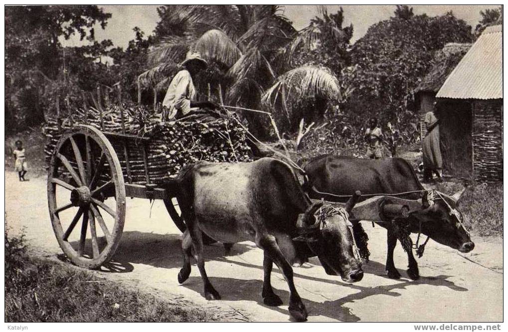 GUADELOUPE - MARIE-GALANTE - Un Char à Boeufs Transportant Des Cannes à Sucre - A Team Of Oxen Drawing Sugar-canes - Autres & Non Classés