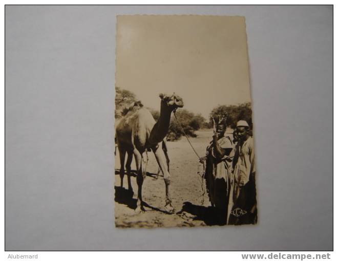 ABECHE. Un Dromadaire.c.p.photo 14x9 - Tchad