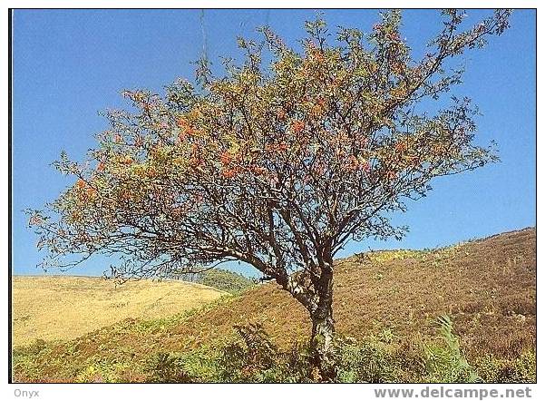ARBRE FLEURI / TREE - Bomen