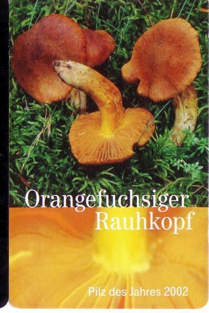 MUSHROOMS - Germany Old Card Mushroom Champignon Funghi Champignons Pilz Pilze Champinon Champinones Cogumelo Cogumelos - Alimentation