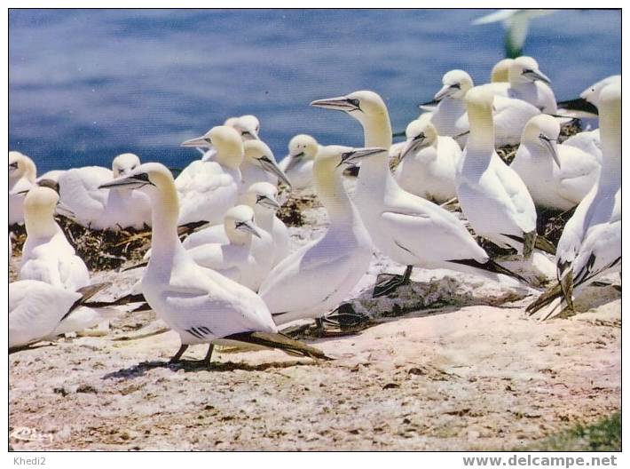 Carte Postale - Animal - Oiseau Marin FOU De Bassan - GANNET Bird - BASSTÖLPEL Vogel - Birds