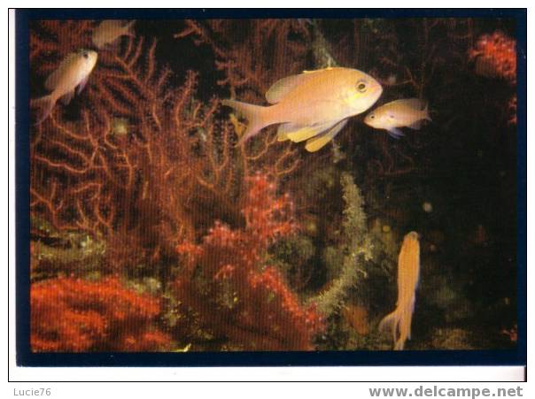 POISSONS -  N° R 626 - Fische Und Schaltiere