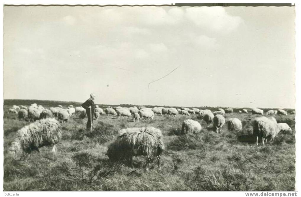 Ede - Schaapskudde Op De Ginkelse Heide - Ede