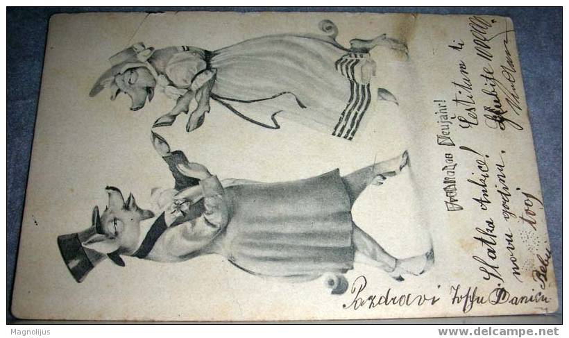 Animals,Human Situation,Pigs,Gentleman,Lady,Dance,vintage Postcard - Pigs