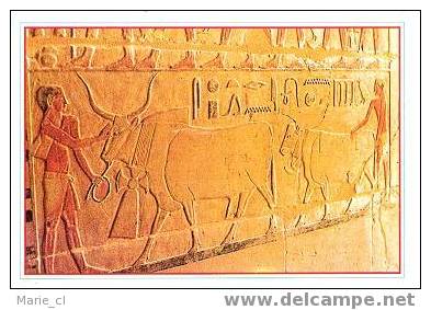 SAKKARA ( Egypte ). Tombe De La Mer Rouge : Laboureurs - Antiek