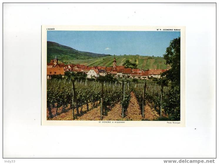 - LE VIGNOBLE A RIQUEWIHR . REPRO DE PHOTO DES ANNEES 1960 - Autres & Non Classés