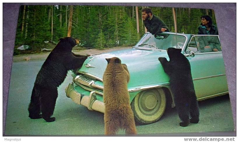 Animals,Bears,Mother And Cubs,Black Bear,Yellowstone Park,USA,postcard - Bears