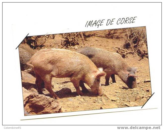 Cpm Cochon Corse Pig - Cochons