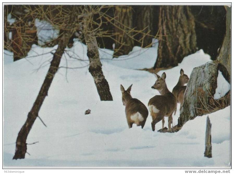 St Moritz - Rehe Im Stazerwald - St. Moritz