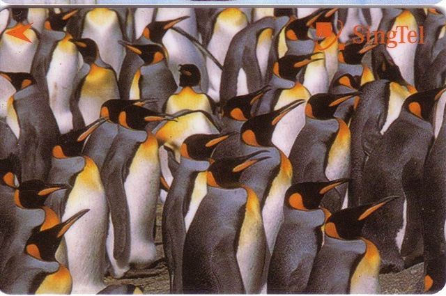 PENGUIN ( Singapore )  Manchot - Pingouin - Penguins - Pingouins -  Pinguin - Pinguine – Bird - Oiseaux - Birds - Oiseau - Pinguïns & Vetganzen