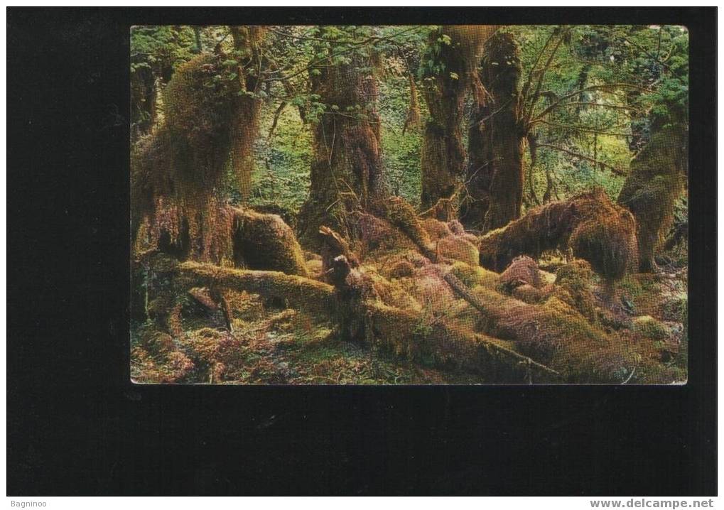 OLYMPIC MOUNTAINS Postcard USA RAIN FOREST - Sonstige & Ohne Zuordnung