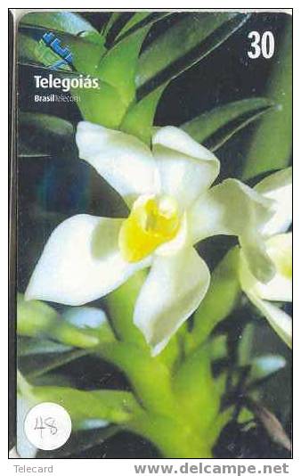 Télécarte ORCHID (48) Orchidée Orquídea Orchidee Brasil - Bloemen