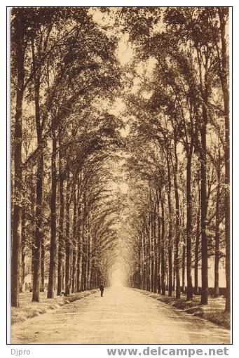 Mariemont Royaume De Belgique Domaine De Mariemont Avenue Du Chateau - Morlanwelz