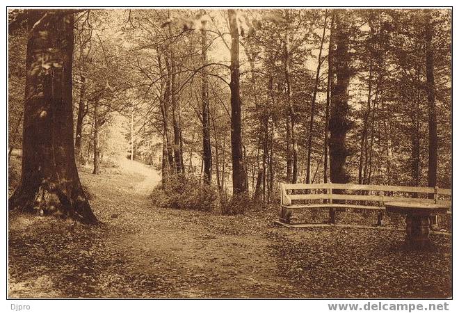 Mariemont Royaume De Belgique Domaine De Mariemont -le Parc  Chemin Foristier - Morlanwelz