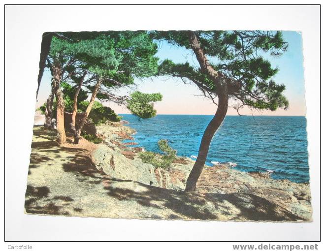 (161) -1- Carte Postale Sur Calanques Des Issambres Pinédes Du Bord De Mer  Petit Plis Bg - Les Issambres