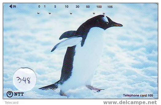 Oiseau PENGUIN Pinguin MANCHOT PINGOUIN Bird (348) - Pinguïns & Vetganzen