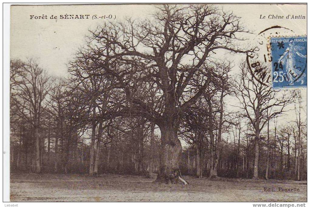 FORET DE SENART   LE CHENE D ANTIN - Sénart