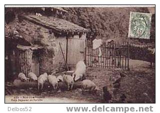 589 - Nos Campagnes - Petit Dejeuner En Famille ; Chochons Poules - Breeding