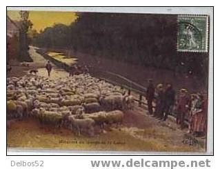 Moutons Au Lavage De La Laine - Elevage