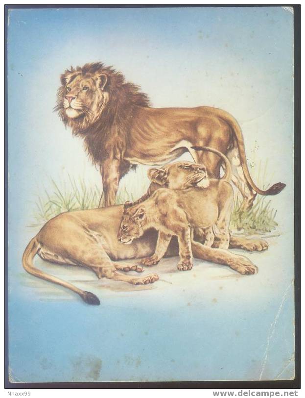 Lion - Lion´s Family (Panthera Leo Linnaeus) - Lions